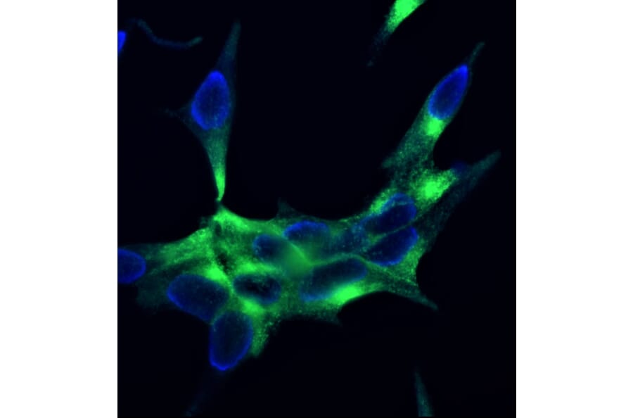 Immunofluorescence - Anti-PSMA Antibody [107.1A4] (A115640) - Antibodies.com