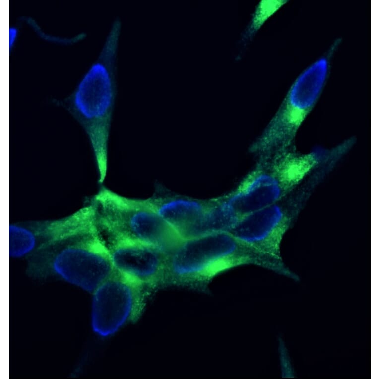 Immunofluorescence - Anti-PSMA Antibody [107.1A4] (A115640) - Antibodies.com