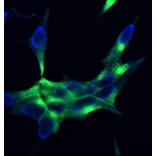 Immunofluorescence - Anti-PSMA Antibody [107.1A4] (A115640) - Antibodies.com