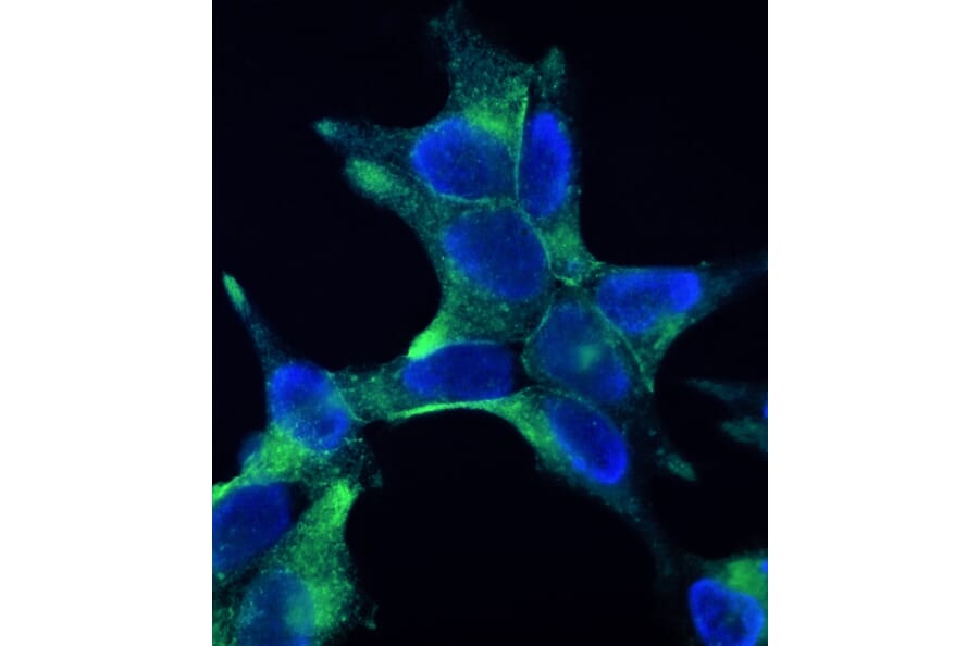 Immunofluorescence - Anti-PSMA Antibody [107.1A4] (A115640) - Antibodies.com