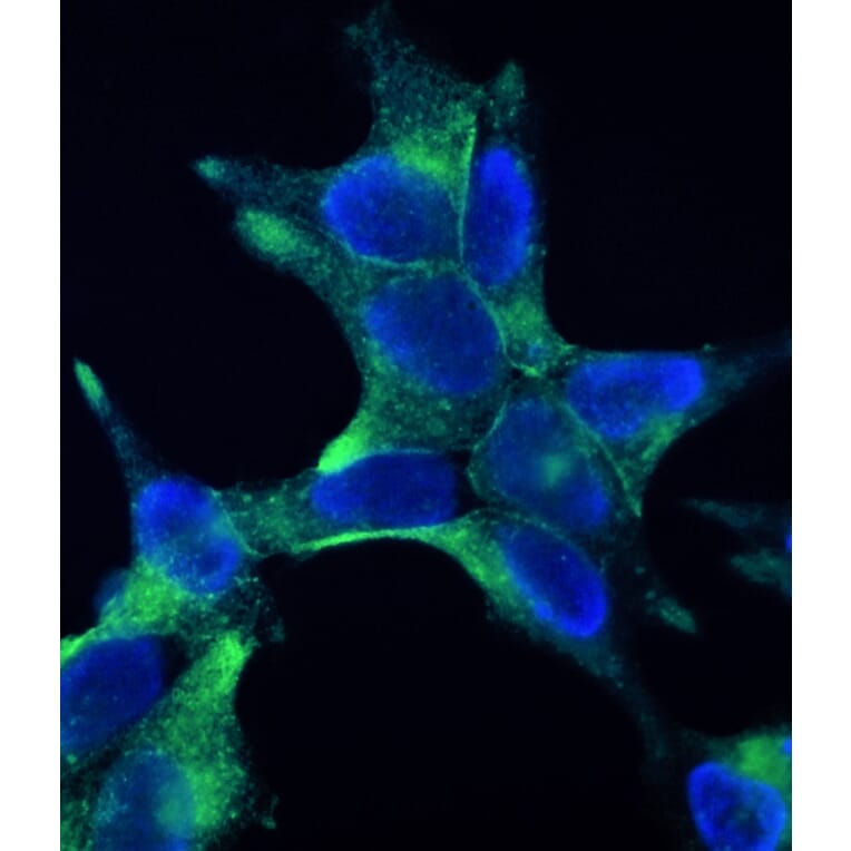 Immunofluorescence - Anti-PSMA Antibody [107.1A4] (A115640) - Antibodies.com