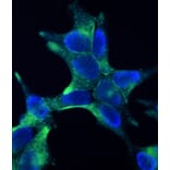 Immunofluorescence - Anti-PSMA Antibody [107.1A4] (A115640) - Antibodies.com