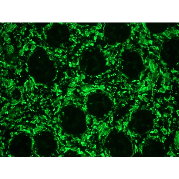 Immunofluorescence - Anti-Vimentin Antibody [RV202] (FITC) (A115649) - Antibodies.com