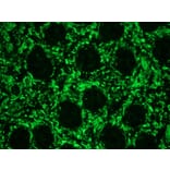 Immunohistochemistry - Anti-Vimentin Antibody [RV202] (A115651) - Antibodies.com