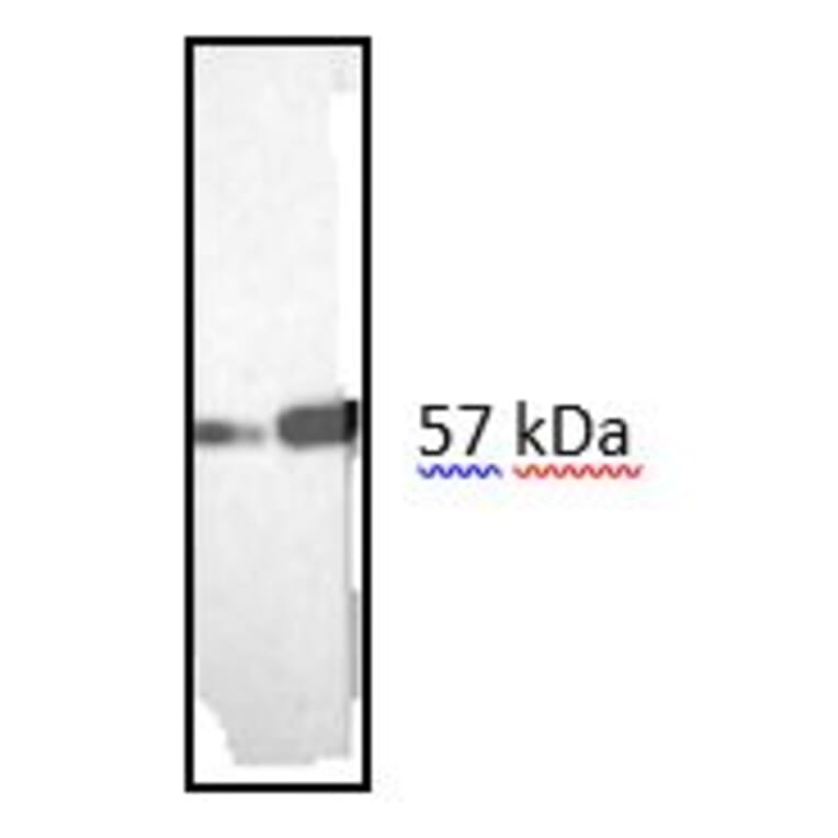 Western Blot - Anti-Vimentin Antibody [RV202] (A115651) - Antibodies.com