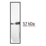 Western Blot - Anti-Vimentin Antibody [RV202] (A115651) - Antibodies.com