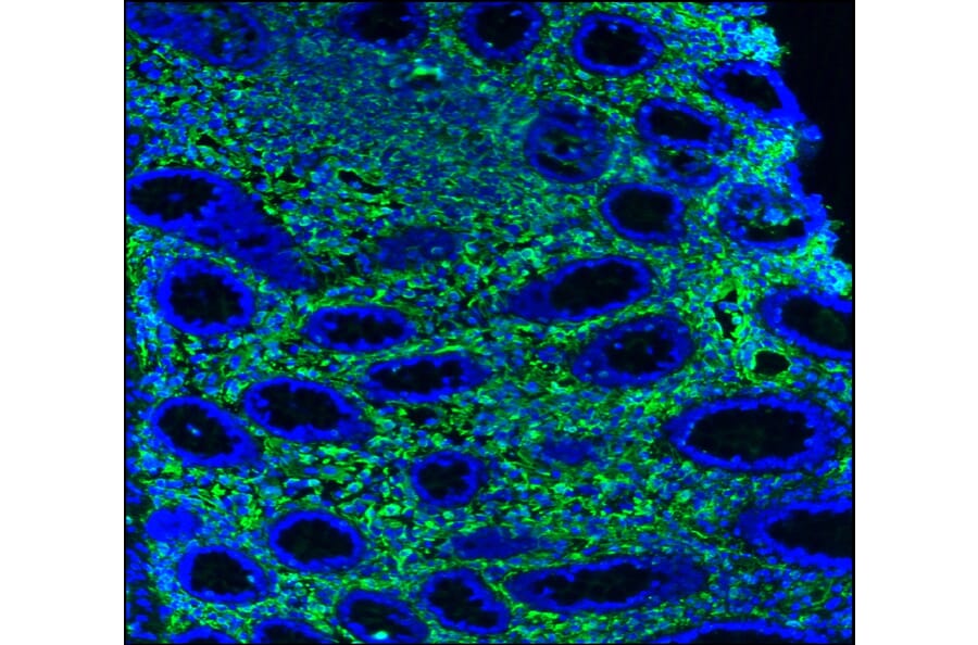 Immunohistochemistry - Anti-Vimentin Antibody [RV202] (A115651) - Antibodies.com