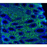 Immunohistochemistry - Anti-Vimentin Antibody [RV202] (A115651) - Antibodies.com
