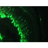 Immunohistochemistry - Anti-Vimentin Antibody [RV202] (A115651) - Antibodies.com
