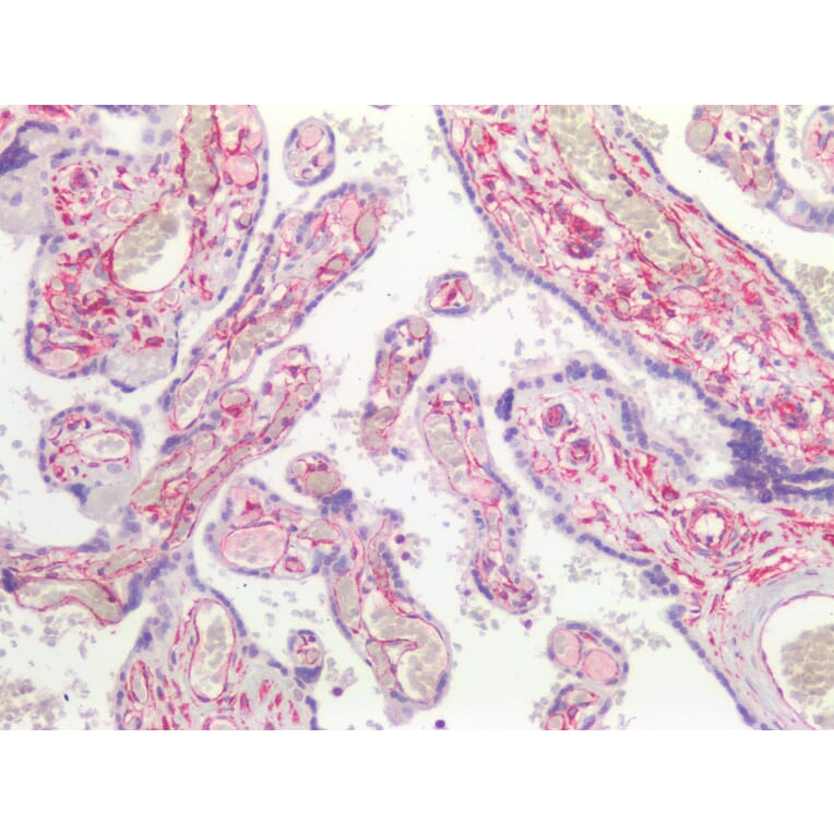 Immunohistochemistry - Anti-Vimentin Antibody [RV202] (A115651) - Antibodies.com