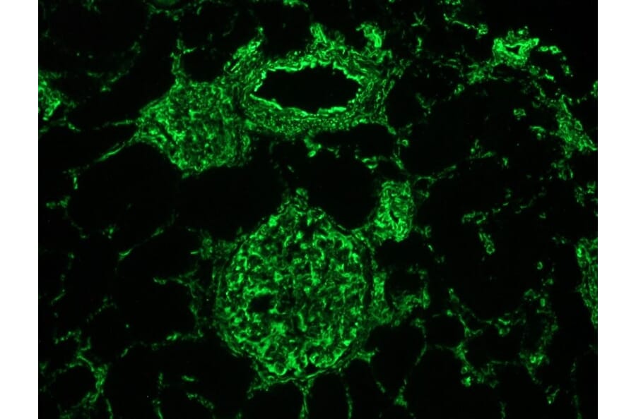 Immunofluorescence - Anti-Vimentin Antibody [V9] (A115653) - Antibodies.com