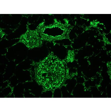 Immunofluorescence - Anti-Vimentin Antibody [V9] (A115653) - Antibodies.com