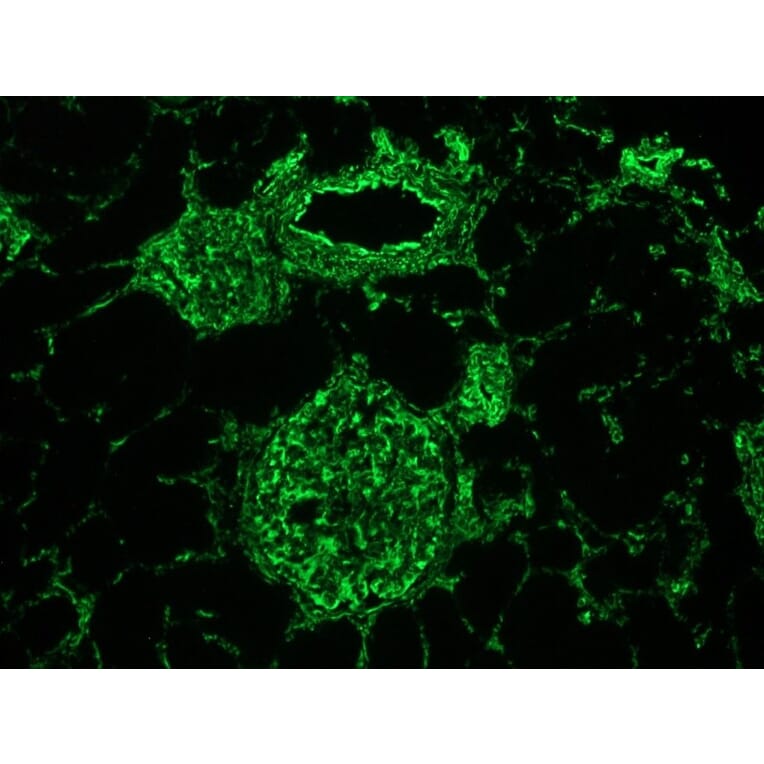 Immunofluorescence - Anti-Vimentin Antibody [V9] (A115653) - Antibodies.com