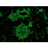 Immunofluorescence - Anti-Vimentin Antibody [V9] (A115653) - Antibodies.com