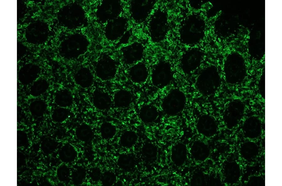 Immunofluorescence - Anti-Vimentin Antibody [V9] (A115653) - Antibodies.com