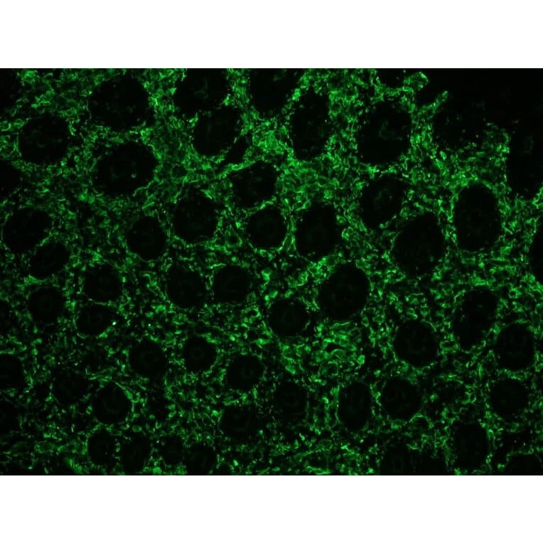 Immunofluorescence - Anti-Vimentin Antibody [V9] (A115653) - Antibodies.com
