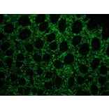 Immunofluorescence - Anti-Vimentin Antibody [V9] (A115653) - Antibodies.com