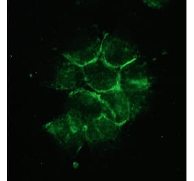 Immunofluorescence - Anti-NCAM2 Antibody [123A8] (A115678) - Antibodies.com