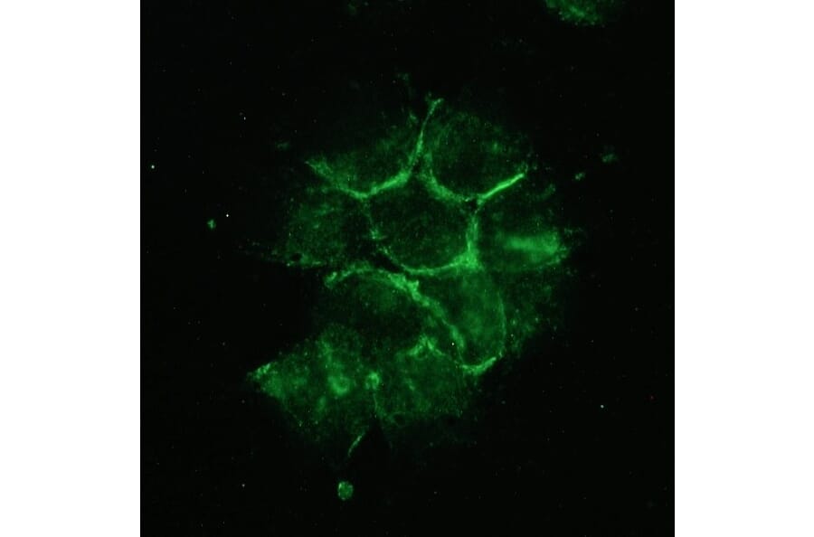Immunofluorescence - Anti-NCAM2 Antibody [123A8] (A115678) - Antibodies.com