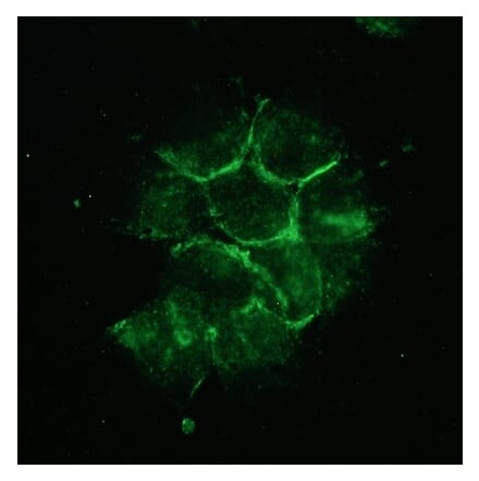 Immunofluorescence - Anti-NCAM2 Antibody [123A8] (A115678) - Antibodies.com