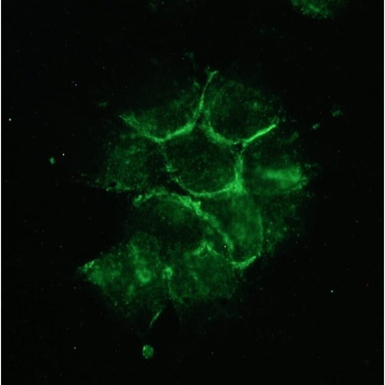 Immunofluorescence - Anti-NCAM2 Antibody [123A8] (A115678) - Antibodies.com