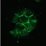 Immunofluorescence - Anti-NCAM2 Antibody [123A8] (A115678) - Antibodies.com