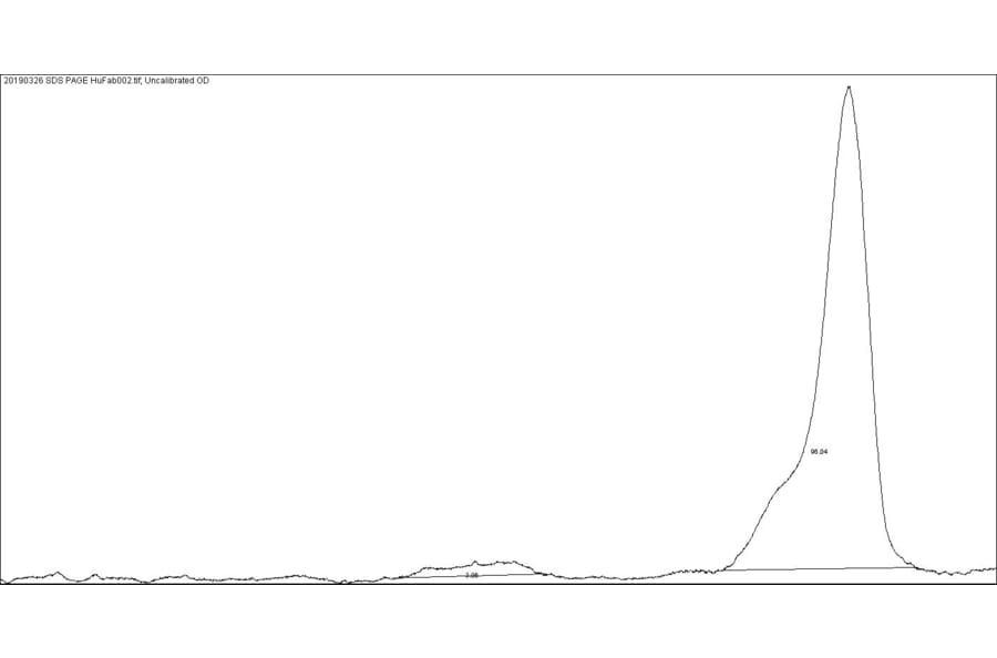 SDS-PAGE - Native Human IgG F(ab) (A116308) - Antibodies.com