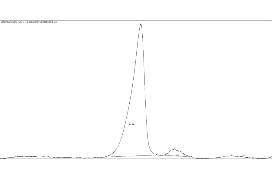 SDS-PAGE - Native Human IgG F(ab) (A116308) - Antibodies.com