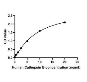 Standard Curve - Human Cathepsin B ELISA Kit (A119843) - Antibodies.com