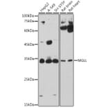Western Blot - Anti-Monoacylglycerol Lipase/MGL Antibody (A12000) - Antibodies.com