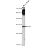 Western Blot - Anti-Monoacylglycerol Lipase/MGL Antibody (A12000) - Antibodies.com