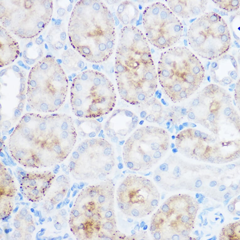 Immunohistochemistry - Anti-Monoacylglycerol Lipase/MGL Antibody (A12000) - Antibodies.com