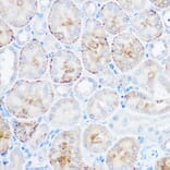 Immunohistochemistry - Anti-Monoacylglycerol Lipase/MGL Antibody (A12000) - Antibodies.com