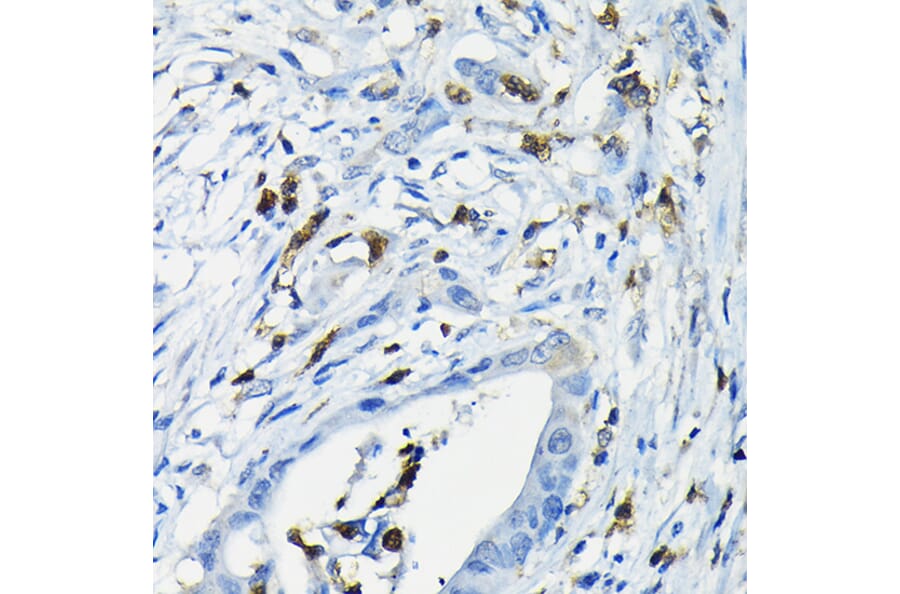 Immunohistochemistry - Anti-NFAT4/NF-ATc3 Antibody (A12002) - Antibodies.com