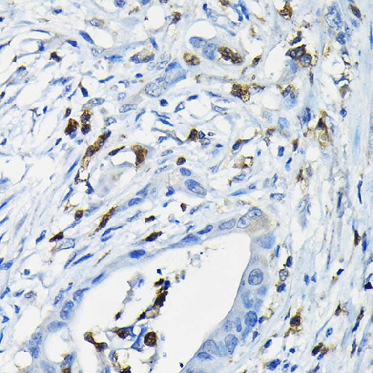 Immunohistochemistry - Anti-NFAT4/NF-ATc3 Antibody (A12002) - Antibodies.com