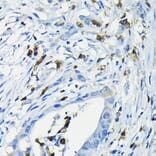 Immunohistochemistry - Anti-NFAT4/NF-ATc3 Antibody (A12002) - Antibodies.com