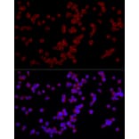 Immunofluorescence - Anti-NFAT4/NF-ATc3 Antibody (A12002) - Antibodies.com