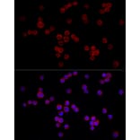 Immunofluorescence - Anti-NFAT4/NF-ATc3 Antibody (A12002) - Antibodies.com