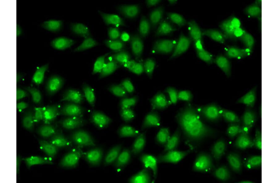 Immunofluorescence - Anti-NR2C1 Antibody (A12003) - Antibodies.com