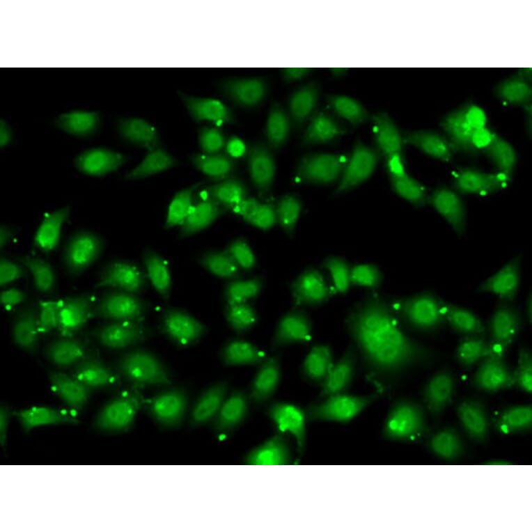 Immunofluorescence - Anti-NR2C1 Antibody (A12003) - Antibodies.com