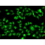 Immunofluorescence - Anti-NR2C1 Antibody (A12003) - Antibodies.com