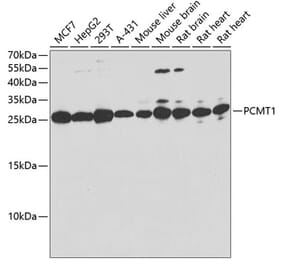 Western Blot - Anti-PCMT1 Antibody (A12005) - Antibodies.com