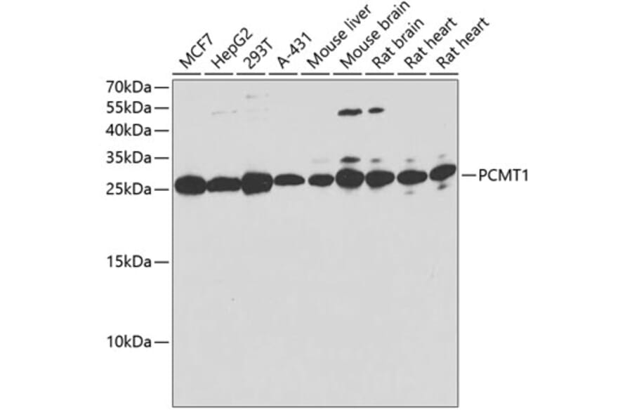 Western Blot - Anti-PCMT1 Antibody (A12005) - Antibodies.com