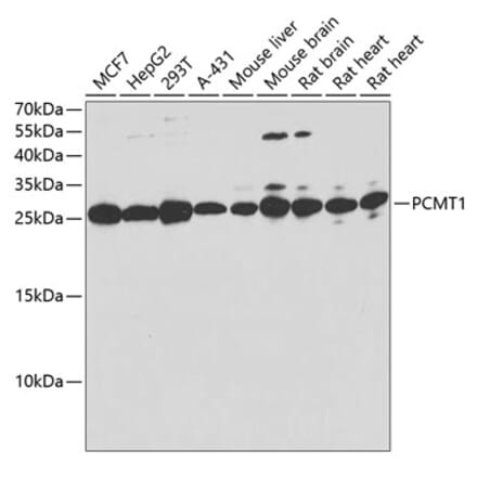 Western Blot - Anti-PCMT1 Antibody (A12005) - Antibodies.com