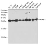 Western Blot - Anti-PCMT1 Antibody (A12005) - Antibodies.com