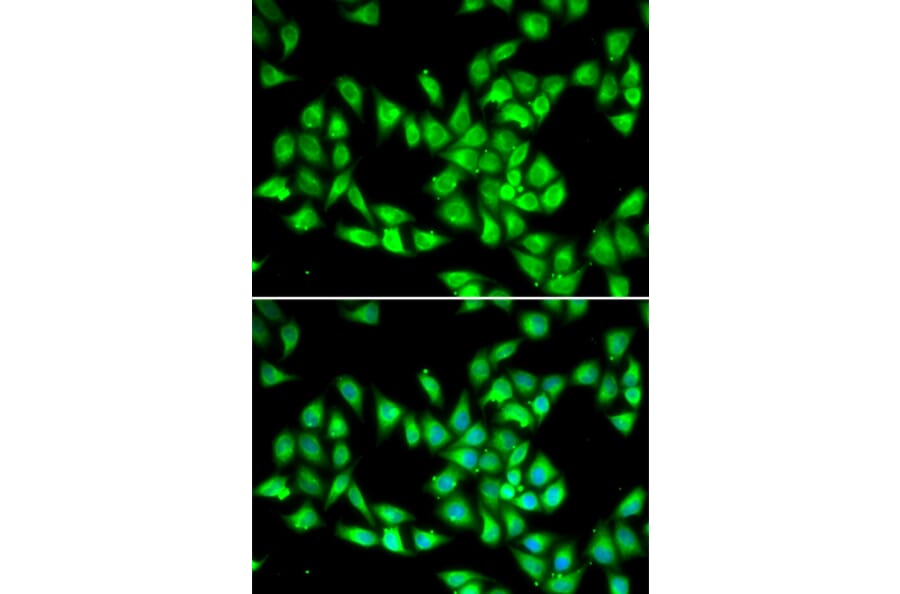 Immunofluorescence - Anti-PCMT1 Antibody (A12005) - Antibodies.com