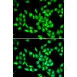 Immunofluorescence - Anti-PCMT1 Antibody (A12005) - Antibodies.com