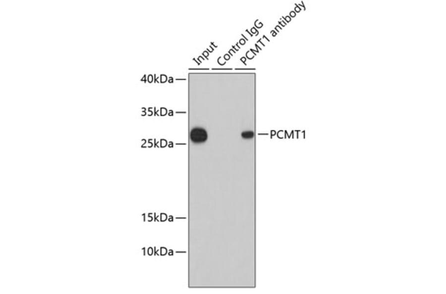 Western Blot - Anti-PCMT1 Antibody (A12005) - Antibodies.com
