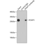 Western Blot - Anti-PCMT1 Antibody (A12005) - Antibodies.com