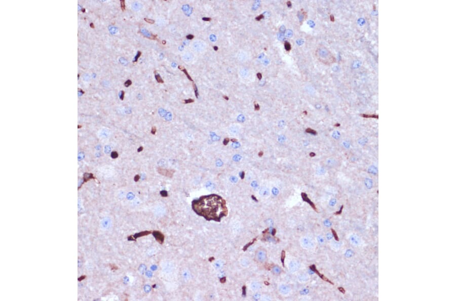Immunohistochemistry - Anti-Prokineticin 2/PK2 Antibody (A12007) - Antibodies.com